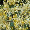 Lonicera etrusca 'Michael Rosse' fleur